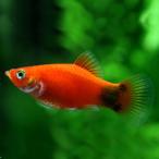 レッドミッキーマウスプラティ約3-...