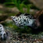 (熱帯魚)バルーンダルメシアンモーリー　