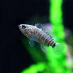 (熱帯魚)バジスバジス　約2-3cm　5