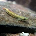 (熱帯魚)ニジイロボウズハゼ　約3-5c