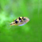 (熱帯魚)アベニーパファー　約1-1.5