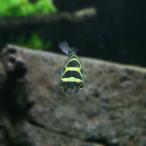 (熱帯魚)8の字フグ　ハチノジフグ　
