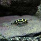 (熱帯魚)8の字フグ　ハチノジフグ　約1