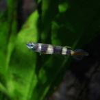 (スーパーセール)(熱帯魚 生体)クラウンキリー (アニュレータス)　（約１cm)(５匹)