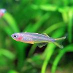 (スーパーセール)(熱帯魚 生体)ポポンデタ　フルカタ　（約２cm）（４匹）