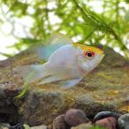 (スーパーセール)(熱帯魚 生体)バルーンゴールドヘッドブルーラミレジィ　（約２.５-３cm）（１匹）