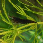 (スーパーセール)(エビ)ブラックチェリーシュリンプ　（約１-１.５cm）(５匹)