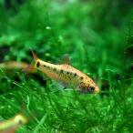 (スーパーセール)(熱帯魚)ゴールデンバルブ　（約２cm）（５匹）