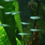 アフリカンランプアイ