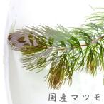 ( Neos распродажа ) местного производства matsumo(10шт.@)