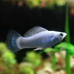 ( Neos распродажа )( тропическая рыба организм ) серебряный mo- Lee ( примерно 3-4cm)(6 шт )
