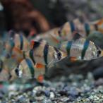 (スーパーセール)(熱帯魚)スマトラ　（約２cm）（３匹）