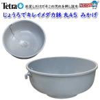 メダカ鉢、めだか水槽