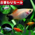 (熱帯魚)( 日替わり限定)ミックス　