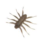 プライム デジーノ×バウム BOFU ボフ55  #005 ニッキ (ブラックバスルアー) ゆうパケット可