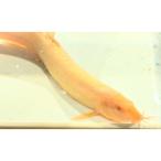 a рубин nodojou5 шт ( организм ) часть доставка не возможно регион есть возвращенние товара не возможно . покупка 