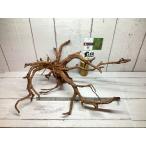 UWS Elephant дерево XL размер 03[ натуральный ветка коряга * бесплатная доставка ]