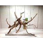 UWS Elephant дерево XL размер 05[ натуральный ветка коряга * бесплатная доставка ]