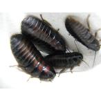 ハロウィンヒッシングローチ（ハバニカ）幼虫5匹セット(生体)※死着補償有り(地域限定)