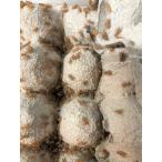  Europe i eko orogi(S размер ) 50 шт комплект [ дополнение ][ живая наживка ]. приманка kana змея ящерица ящерица *. надеты возмещение есть ( регион ограничение )