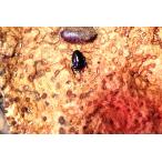 eu Rico tis* Imp rokela larva 5 pcs set ( organism ) *. put on compensation equipped ( region limitation )