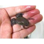 エサ用　ツメガエル（M)　50匹セッ�
