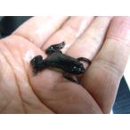 エサ用　ツメガエル　50匹セット【�