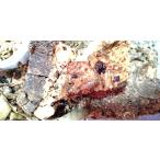 amime common ta таракан личинка 5 шт комплект ( организм ) *. надеты возмещение есть ( регион ограничение )