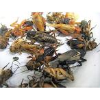  рефрижератор крышка ho sikoorogi(M размер )50 шт рептилии, земноводные, мелкие животные и т.п.. корм * прохладный рейс 