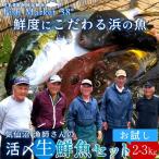 鮮魚お試しセット［2-3kg］漁師さんの鮮魚セット 宮城県気仙沼産 魚 生 刺身 焼き魚 煮物 漁師直送 季節のおまかせお魚 福袋