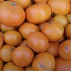 ショッピングフードロス みかん　訳あり　ご家庭用　2kg 不揃い　熊本産　訳あり【規格外品】お試し企画　60サイズ