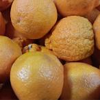 ショッピングフードロス 不知火 訳あり 2kg デコポンと同品種 規格外品 ご家庭用 サイズ不選別 みかん フルーツ 果物 柑橘 熊本県産 九州産　お試し企画 60サイズ