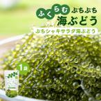 ふくらむぷちぷち海ぶどう ぷちシャキサラダタイプ お試し1袋