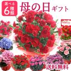 母の日 プレゼント 花 ギフト 選べる5種 花鉢 カーネーション 5号 あじさい 4号 ケイトウ 鉢植え 鉢花 2024 ネット限定 FKHH