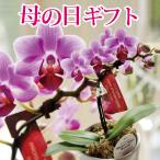 ショッピング花 母の日 花 胡蝶蘭 ギフト マイクロ胡蝶蘭 ピンク系 ギフトボックス入り 花鉢 鉢植え 鉢花 期間お届け 2024 FKHH