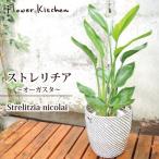 ストレリチア7号鉢オーガスタ＋北欧...