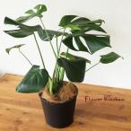 観葉植物モンステラ＋ブリキブラック...