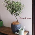 品種おまかせオリーブ6号鉢ジオメト...