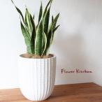 サンスベリア7号鉢フィレラウンドホ...