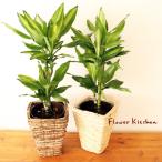 観葉植物『ドラセナジェレ6号鉢+バ...