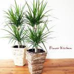 観葉植物『ドラセナコンシンネ6号鉢...