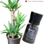 観葉植物『ユッカ7号鉢+evo植物...