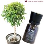 観葉植物『ベンジャミン7号鉢+ev...