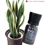 観葉植物『サンセベリア7号鉢+ev...