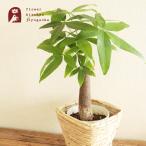 観葉植物 パキラ 5号 四角カゴ 鉢カバー付き 鉢植え FKTK