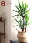 ユッカ7号鉢＋IKEAフローディス...