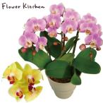 胡蝶蘭 ギフト 産地直送の花ギフト【A-120】ミディ胡蝶蘭 3本立ち 5.5号 陶器鉢入り 椎名洋ラン園の胡蝶蘭