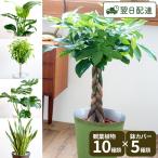 選べる観葉植物 7号鉢 鉢カバー付き