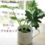 セローム 3.5号 + ブリキカップ グリーンギフト
