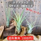 送料無料 お試し 1000円 エアプランツ Sサイズ3個 セット チランジア エアープランツ 本物 観葉植物 ミニ 植物